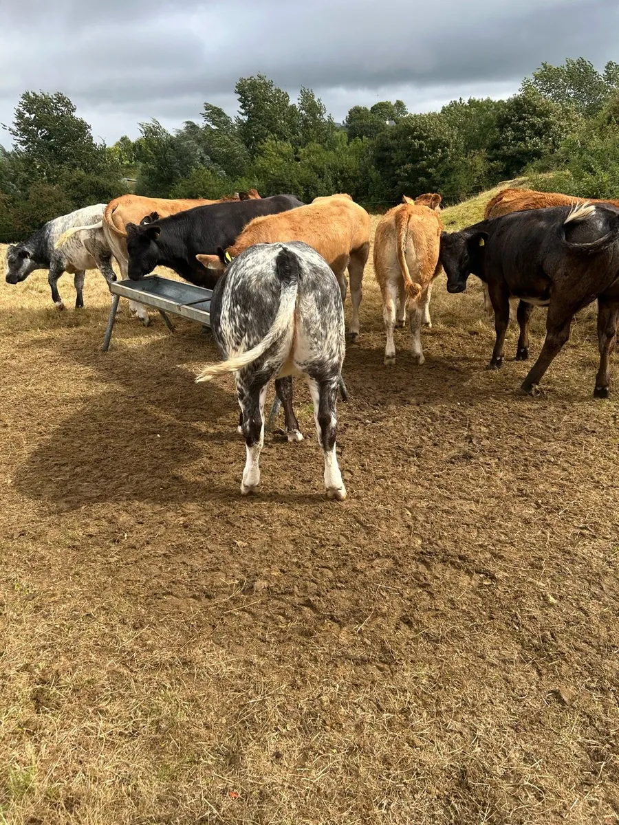 8 super breeding type heifers - Image 2