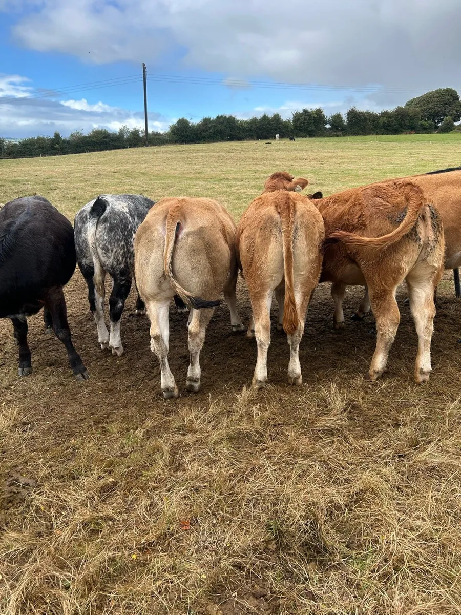 8 super breeding type heifers - Image 3