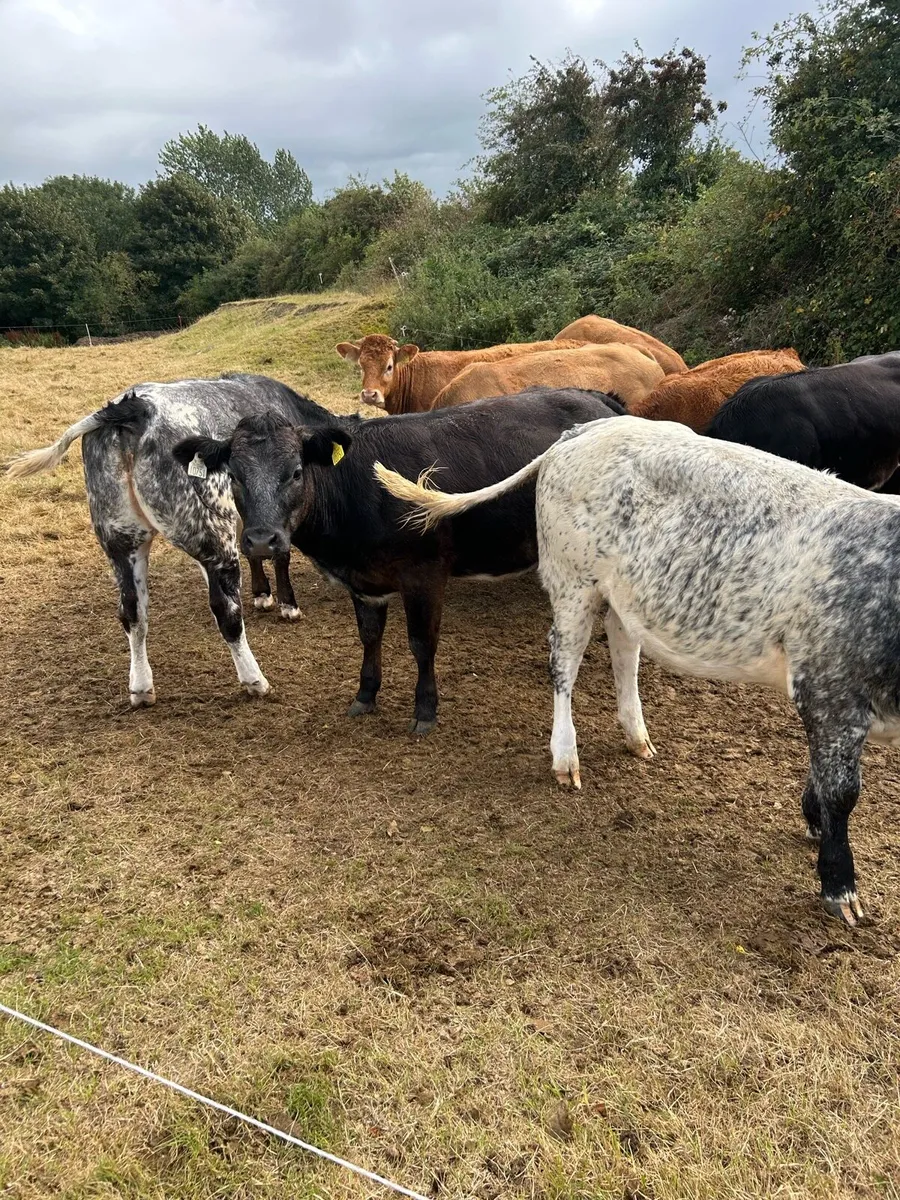 8 super breeding type heifers - Image 4
