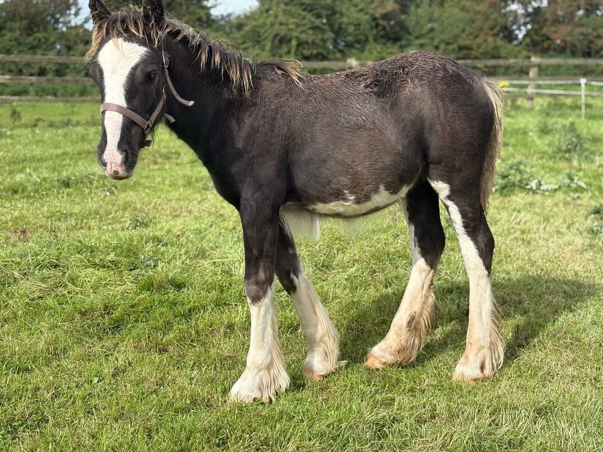 Splashed Cob Colt Leading - Image 1