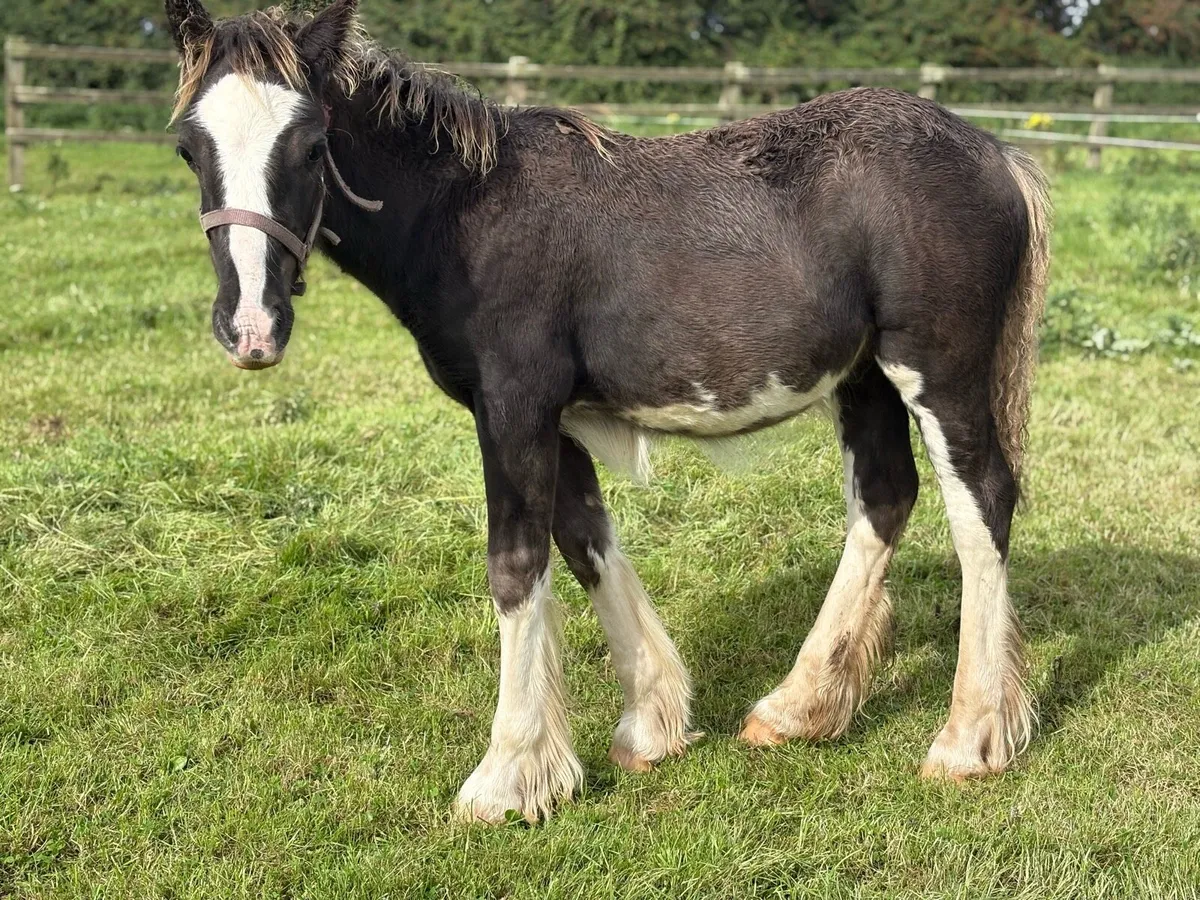Splashed Cob Colt Leading - Image 2