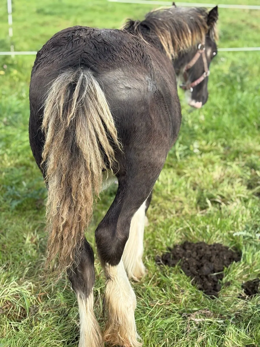 Splashed Cob Colt Leading - Image 3