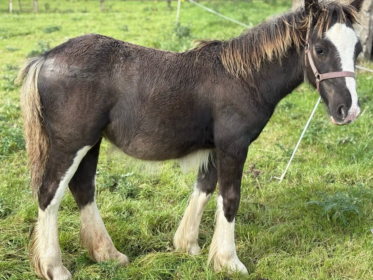 Splashed Cob Colt Leading - Image 4