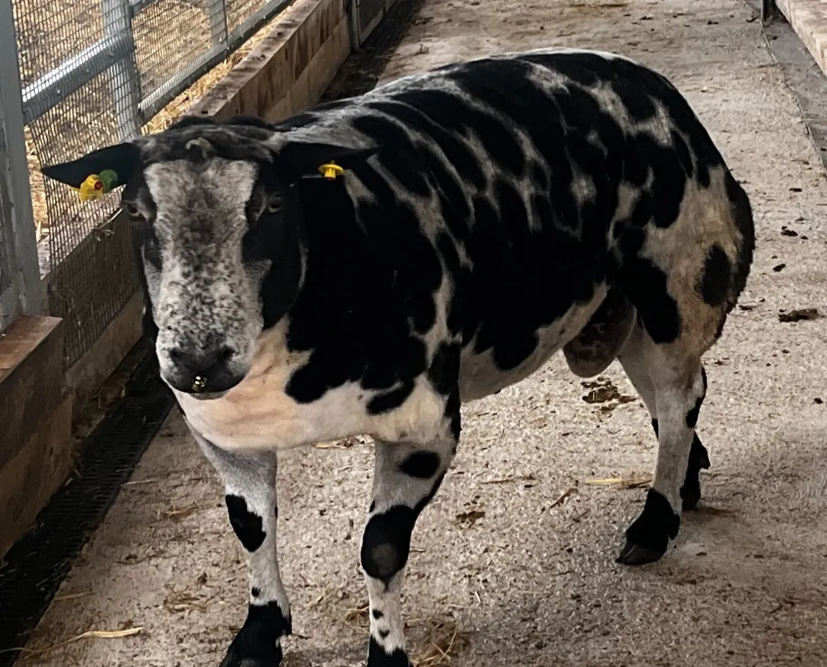 Dutch Spotted Ram - Image 2
