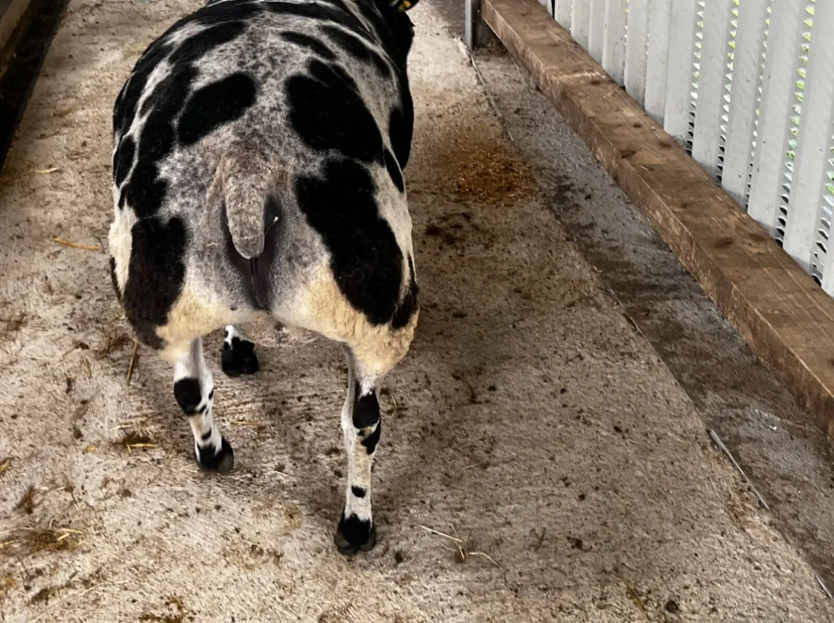 Dutch Spotted Ram - Image 3