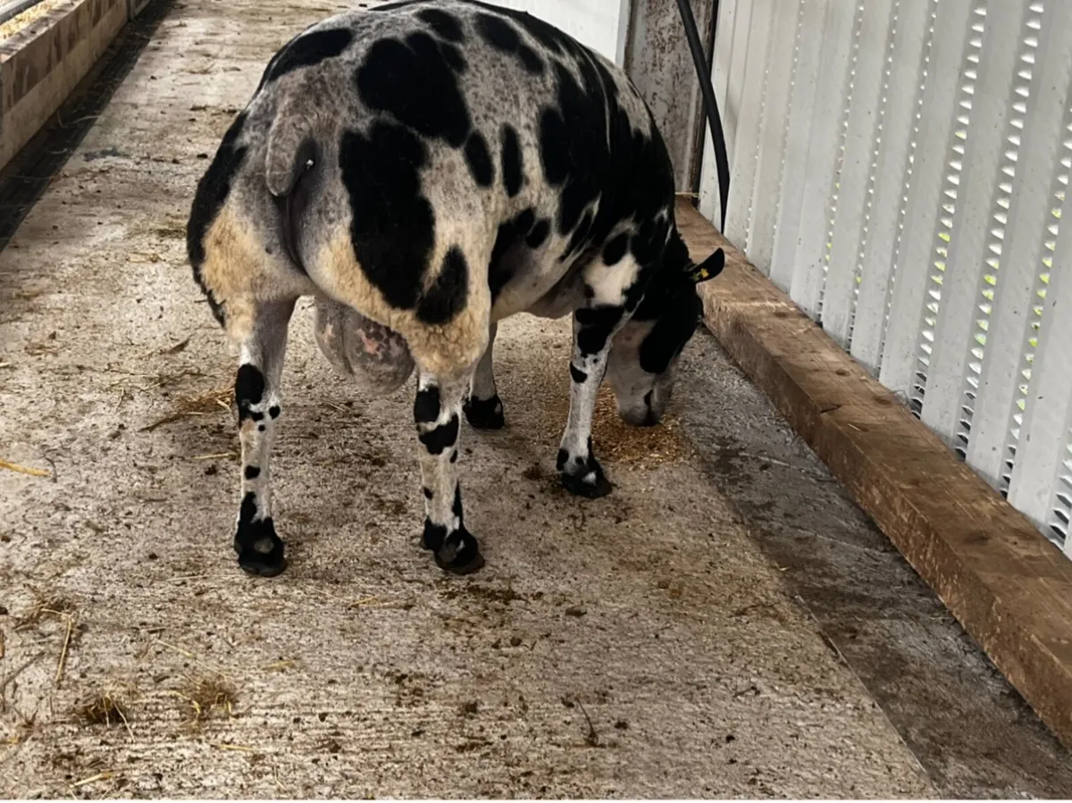 Dutch Spotted Ram - Image 4