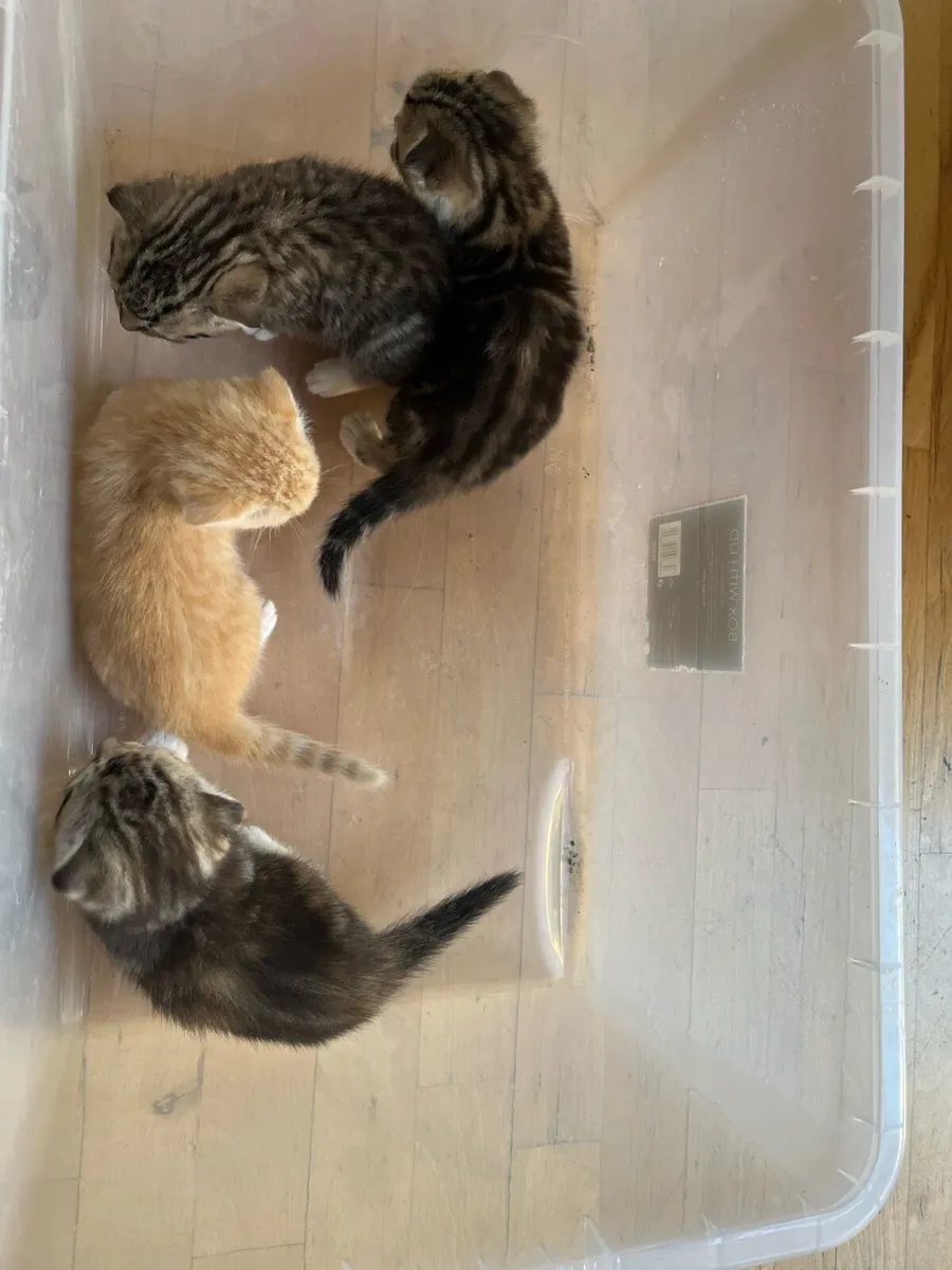 4 Calico cats - Image 1