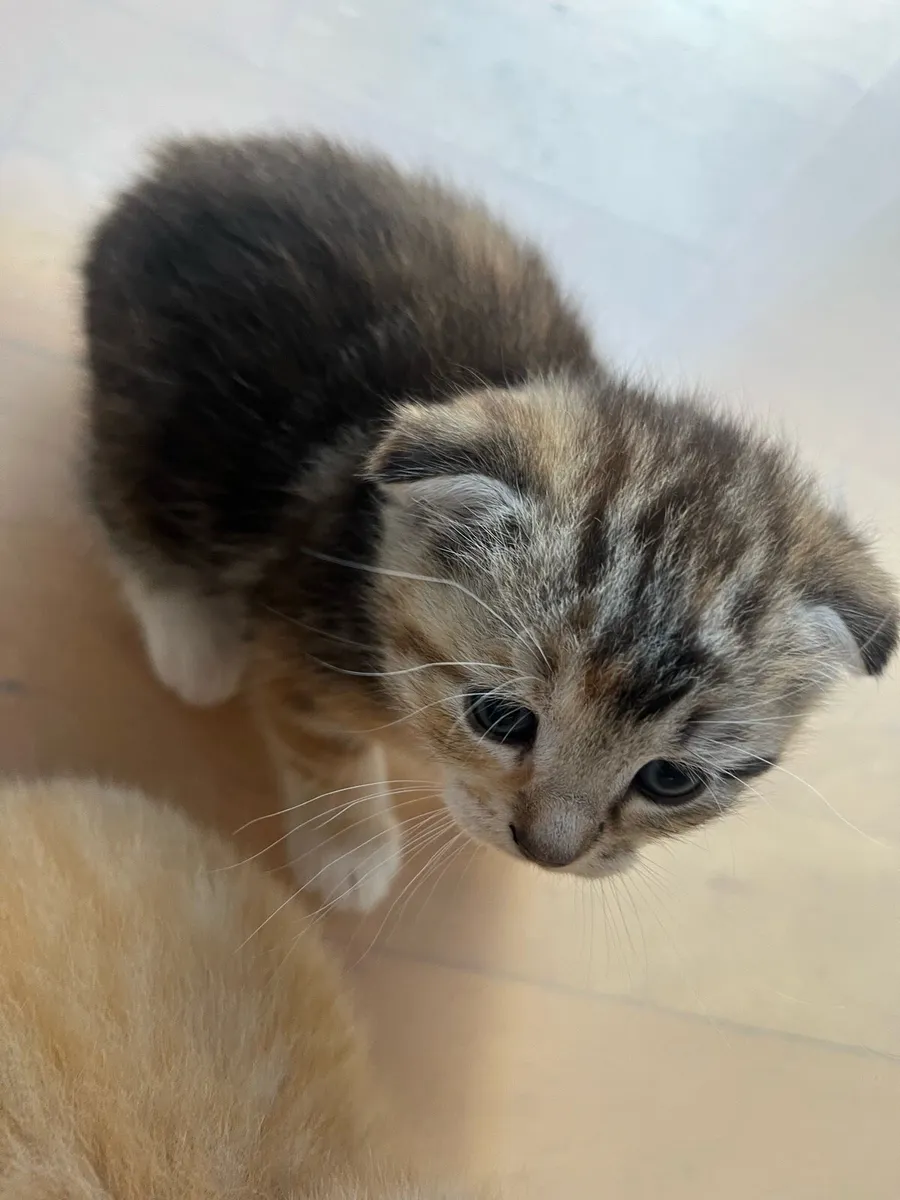 4 Calico cats - Image 2