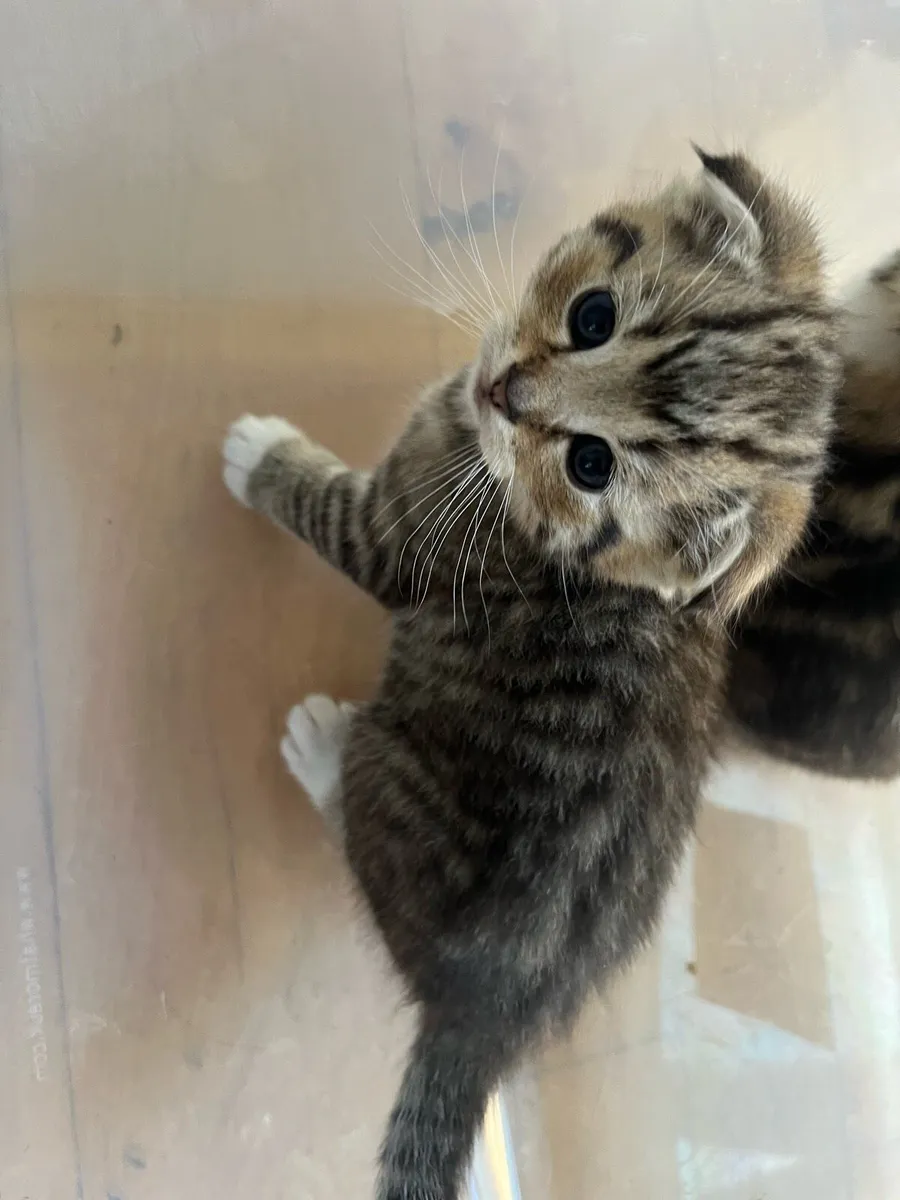 4 Calico cats - Image 3