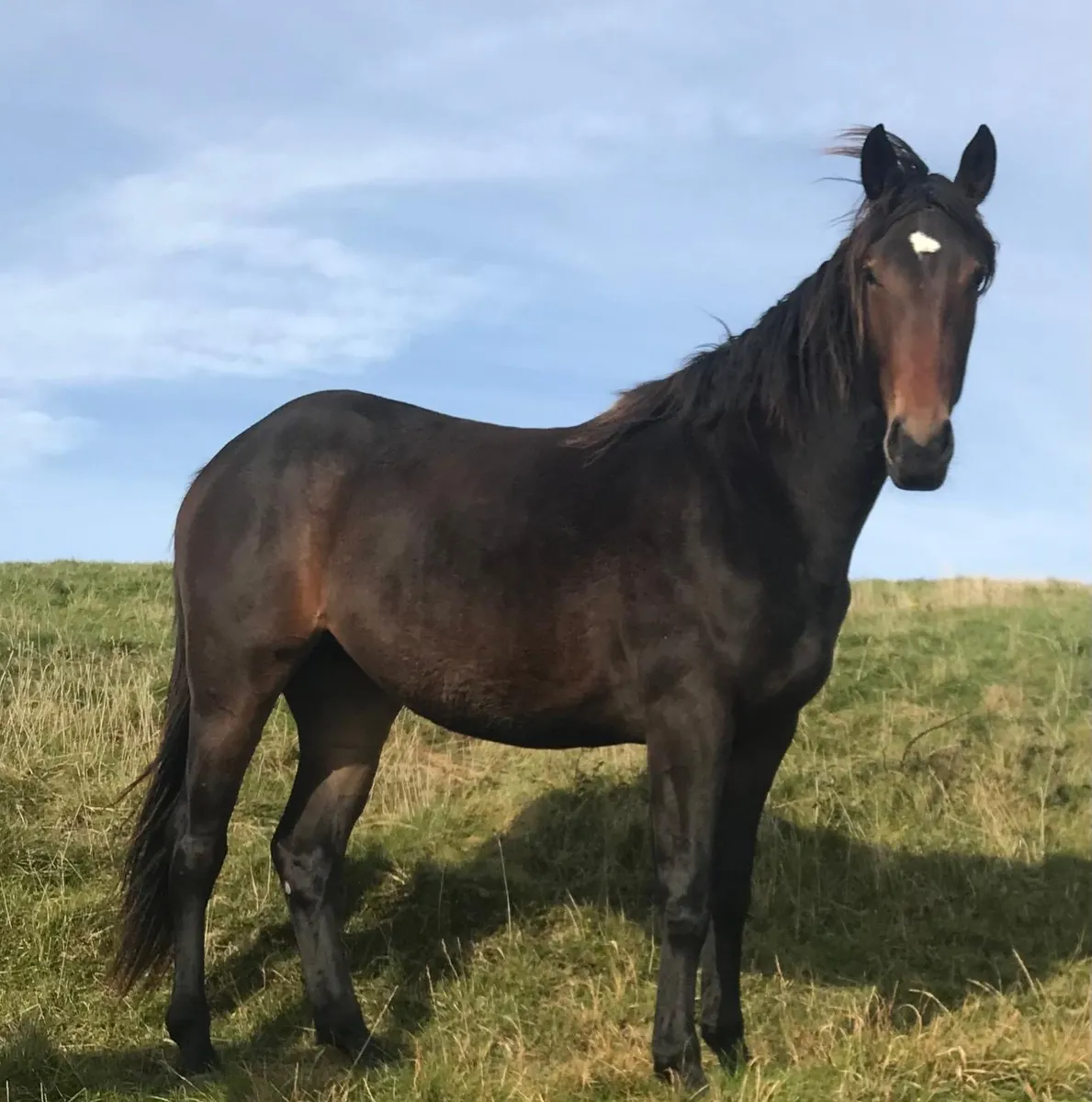 3 year old filly - Image 4