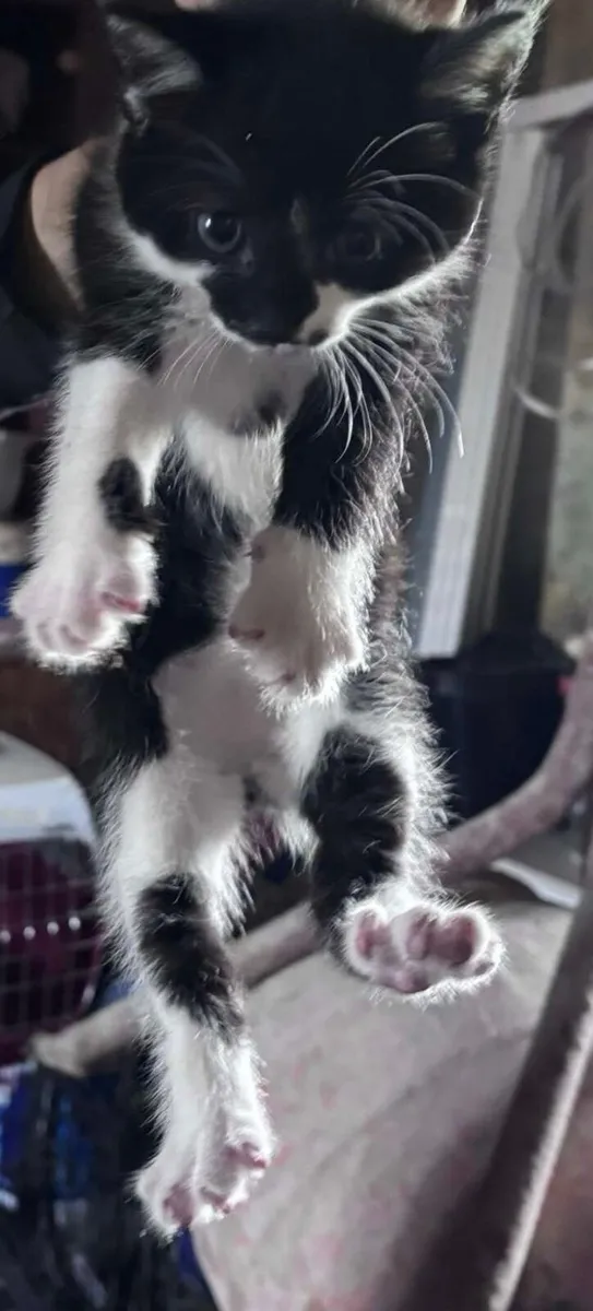 Kittens - Image 1