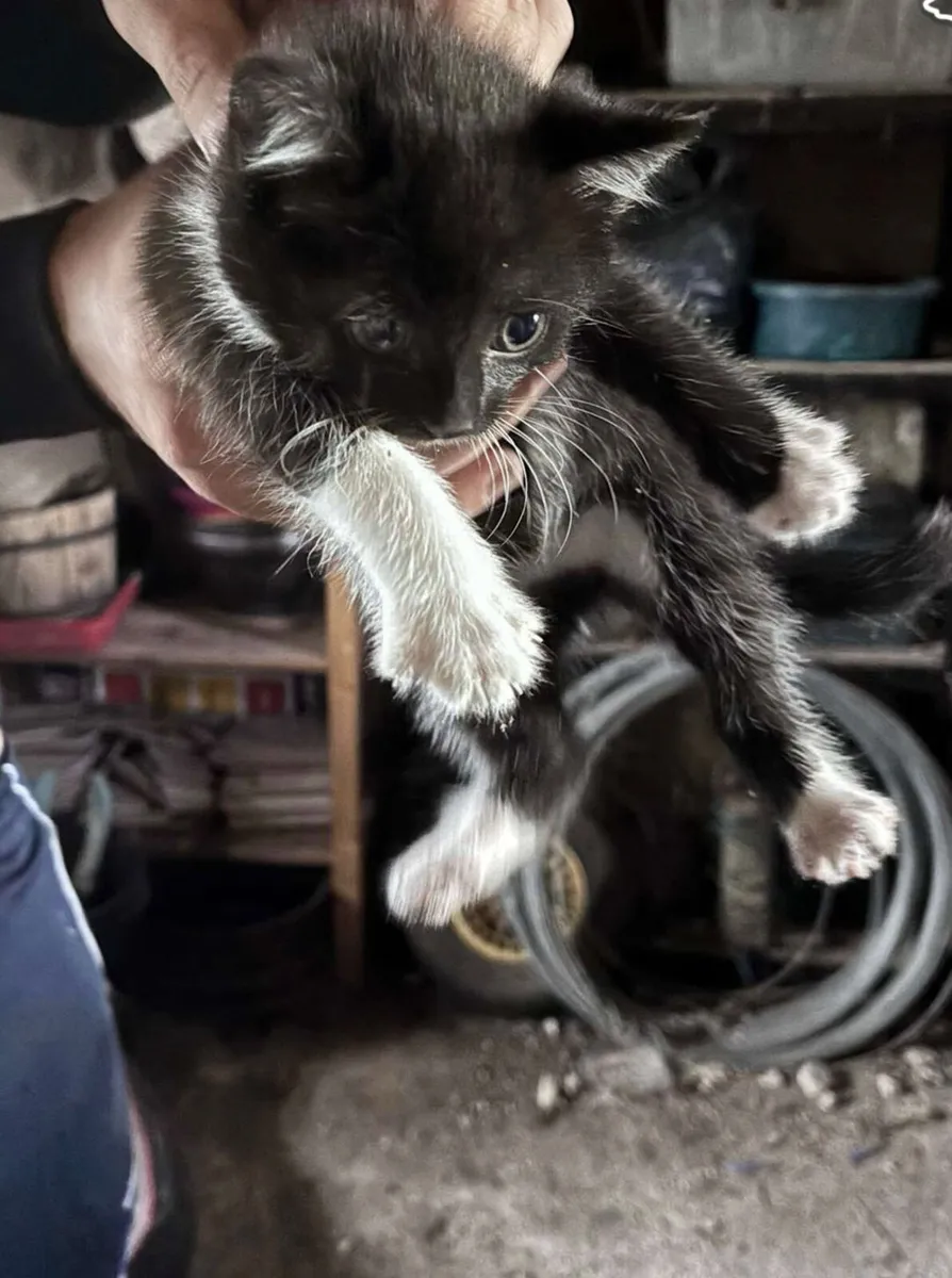 Kittens - Image 2