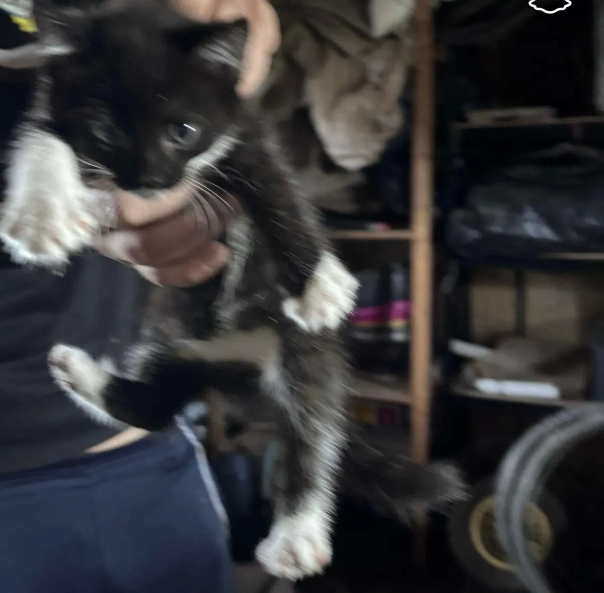 Kittens - Image 3