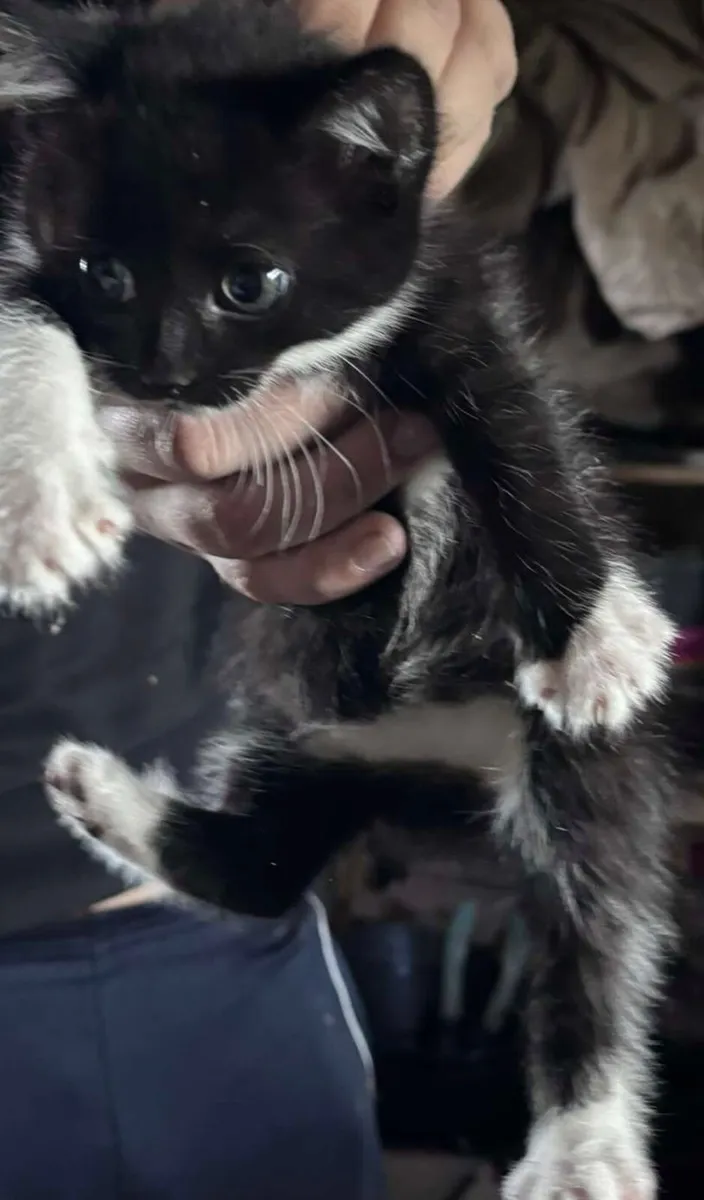 Kittens - Image 4