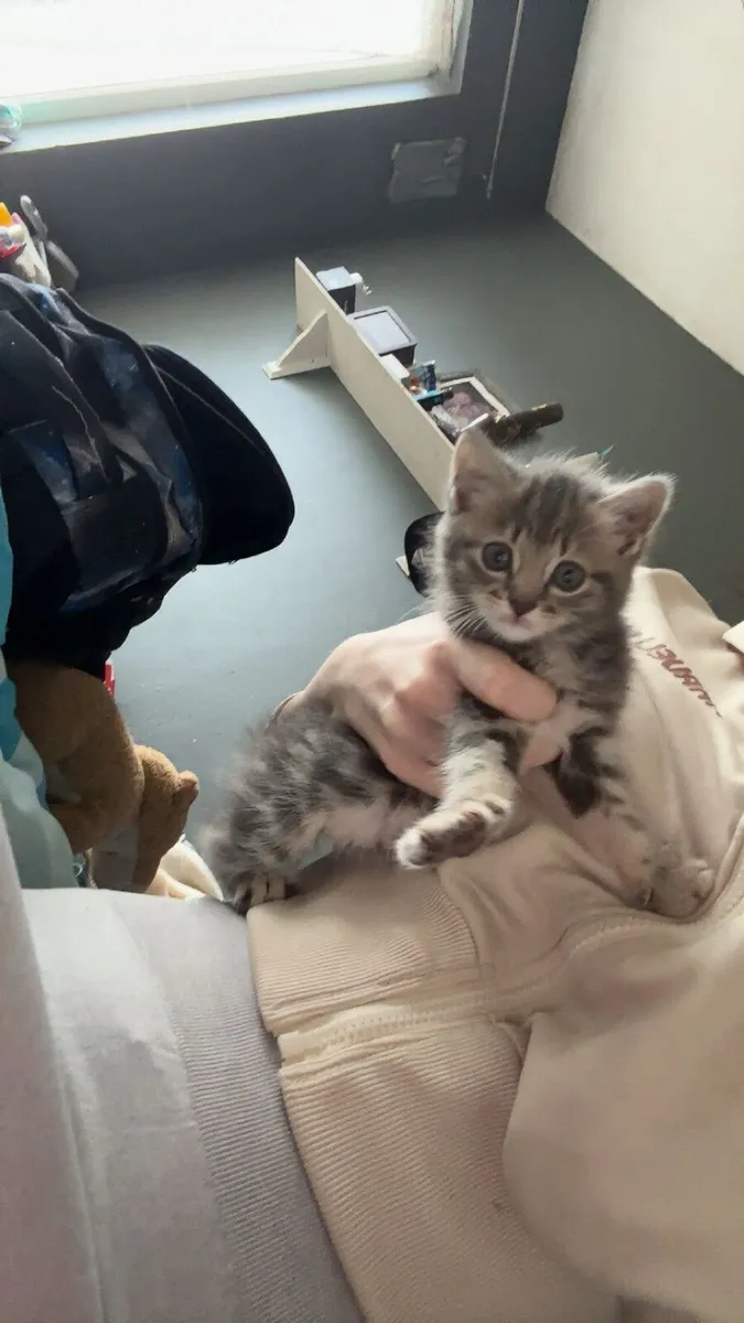 3 month old kittens for sale - Image 1