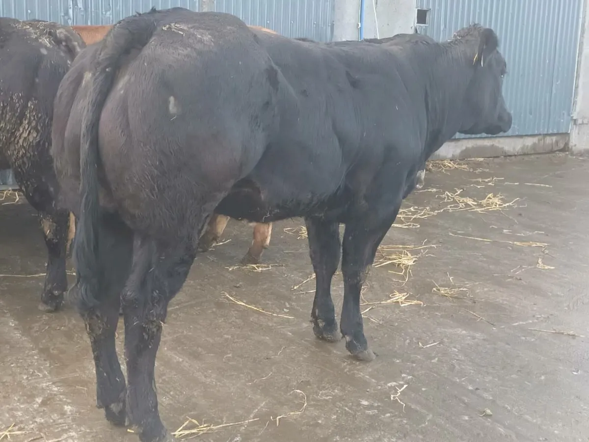 4 Super Top Quality U+ BBX  heifer's for sale - Image 2