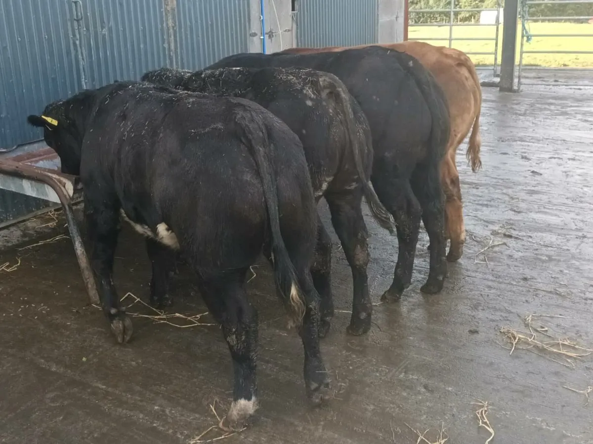 4 Super Top Quality U+ BBX  heifer's for sale - Image 1