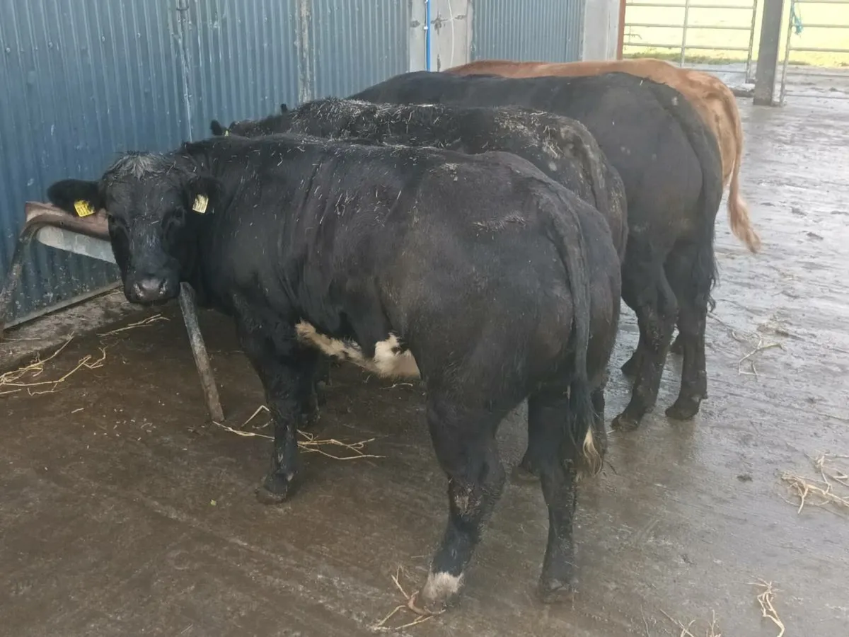 4 Super Top Quality U+ BBX  heifer's for sale - Image 3
