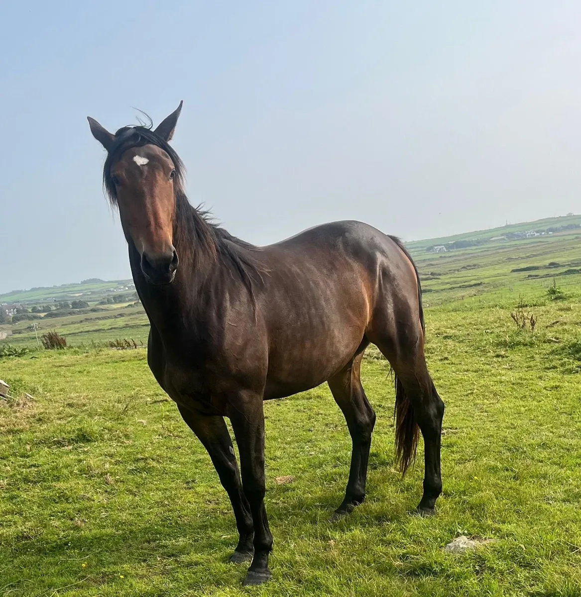 3 year old filly - Image 1