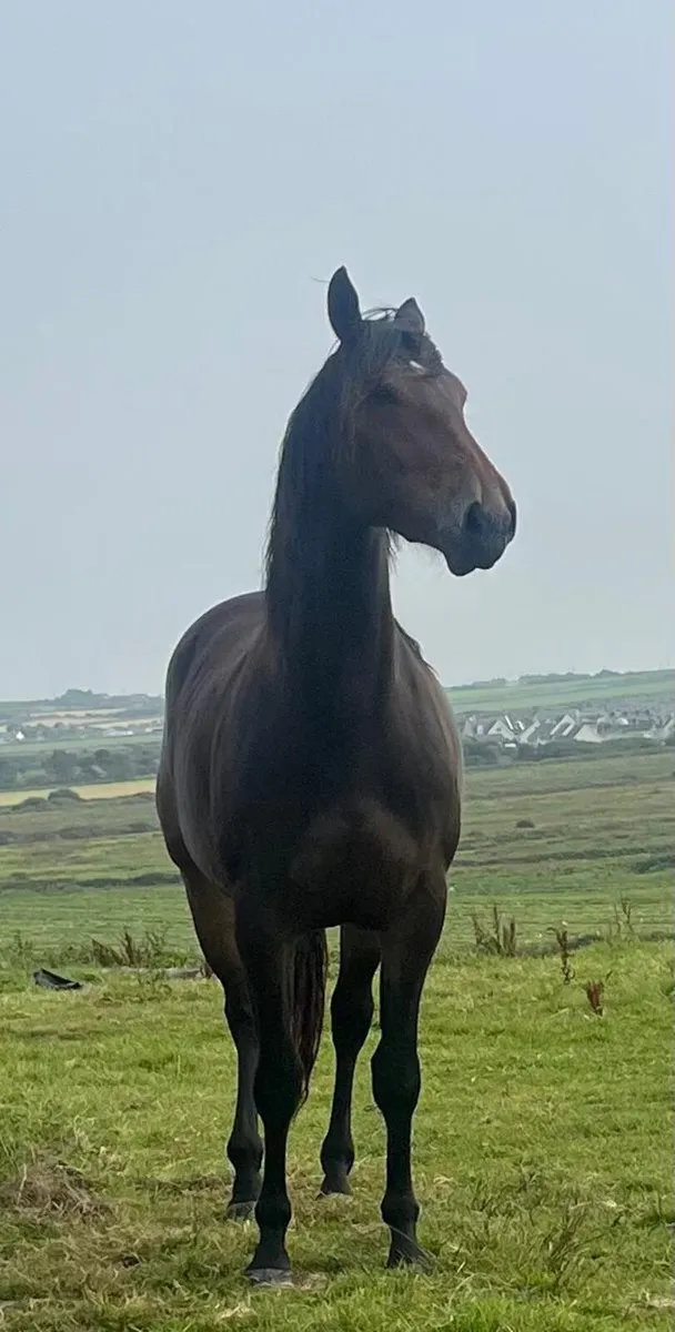 3 year old filly - Image 2