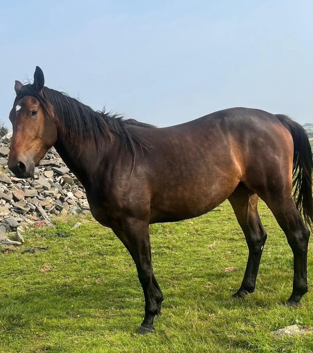 3 year old filly - Image 3