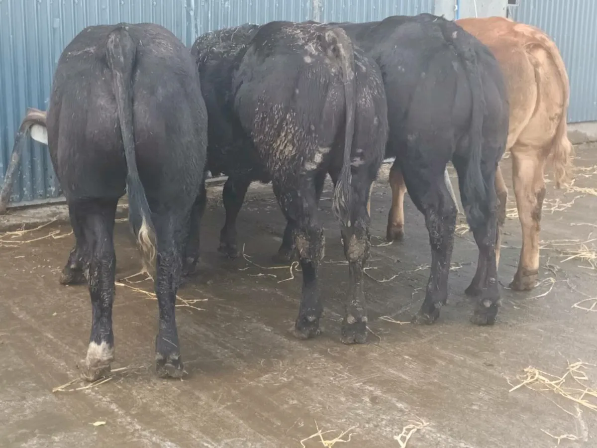4 Super Top Quality U+ BBX  heifer's for sale - Image 4