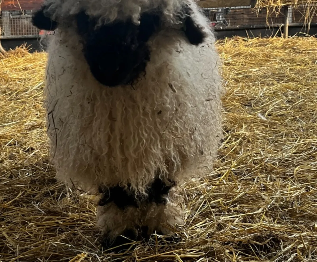 Valais Blacknose Ewe - Image 3
