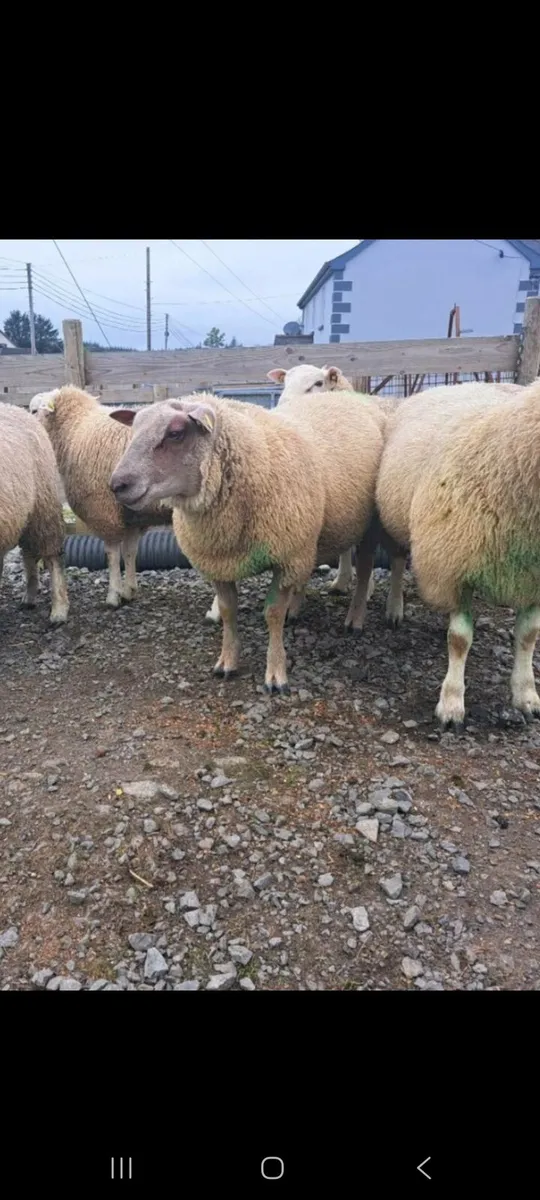 UPDATE ⭐️PEDIGREE CHAROLLAIS AND BELCLARE RAMS ⭐️ - Image 1