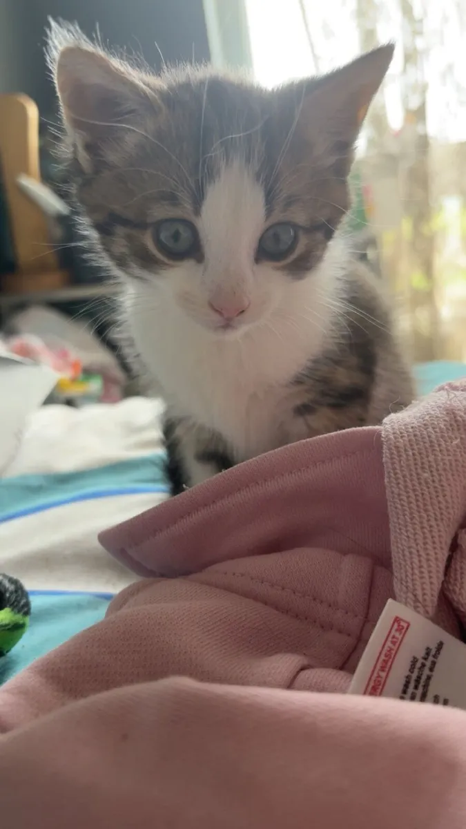 3 month old kittens for sale - Image 2