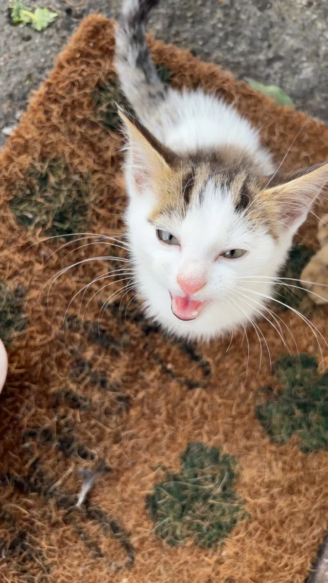 3 month old kittens for sale - Image 3