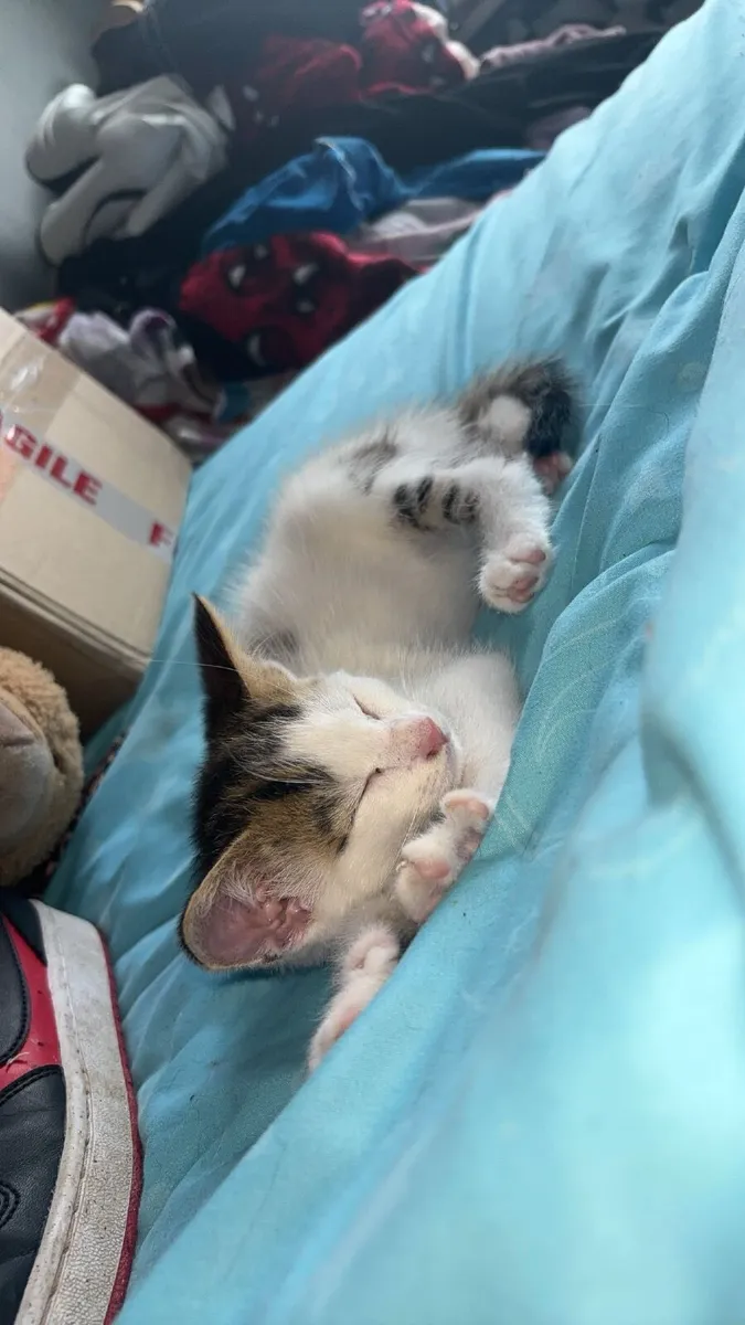 3 month old kittens for sale - Image 4