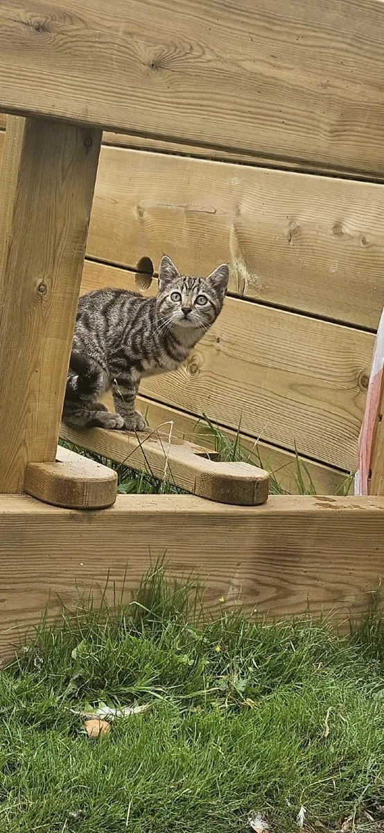 Kittens - Image 3