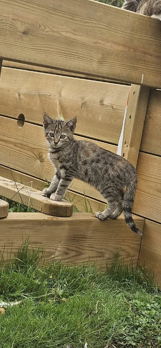 Kittens - Image 4