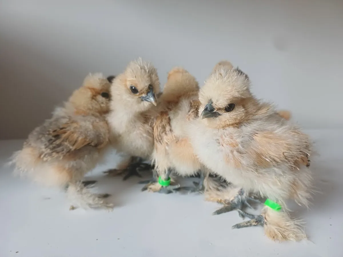 Silkies - Image 1