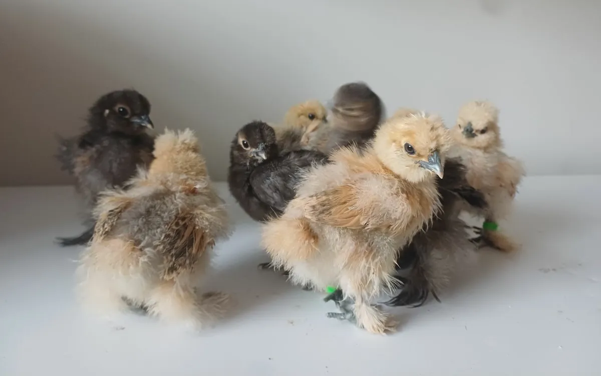 Silkies - Image 2