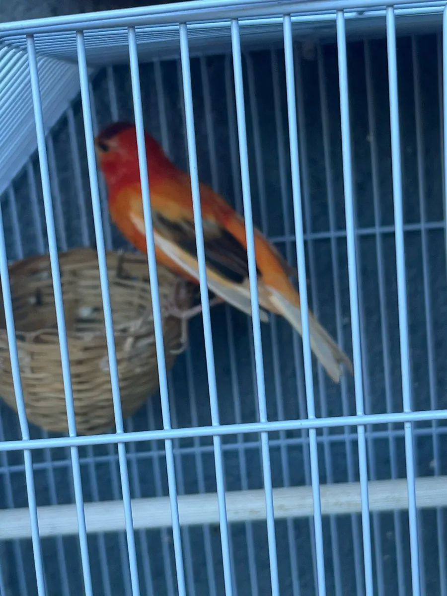 Canary’s - Image 4