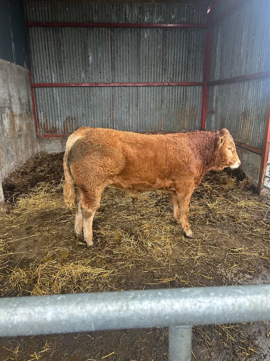 Bull - Image 1
