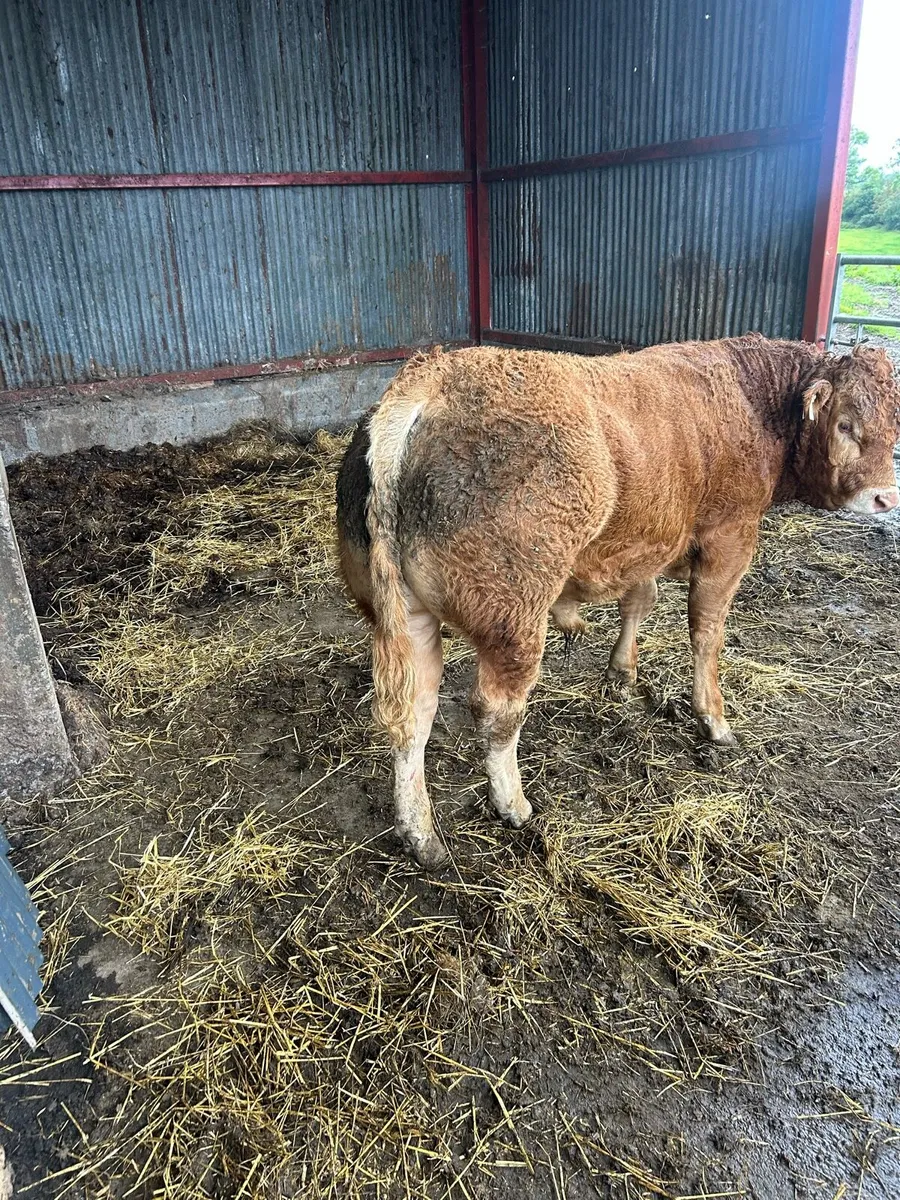 Bull - Image 2