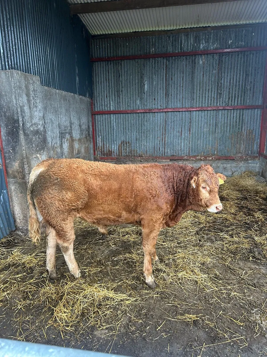 Bull - Image 3