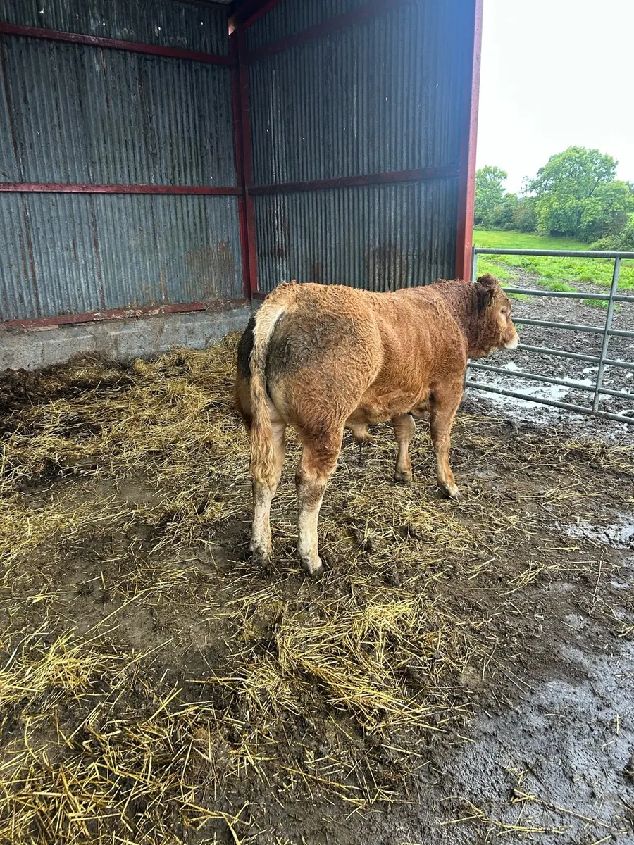 Bull - Image 4