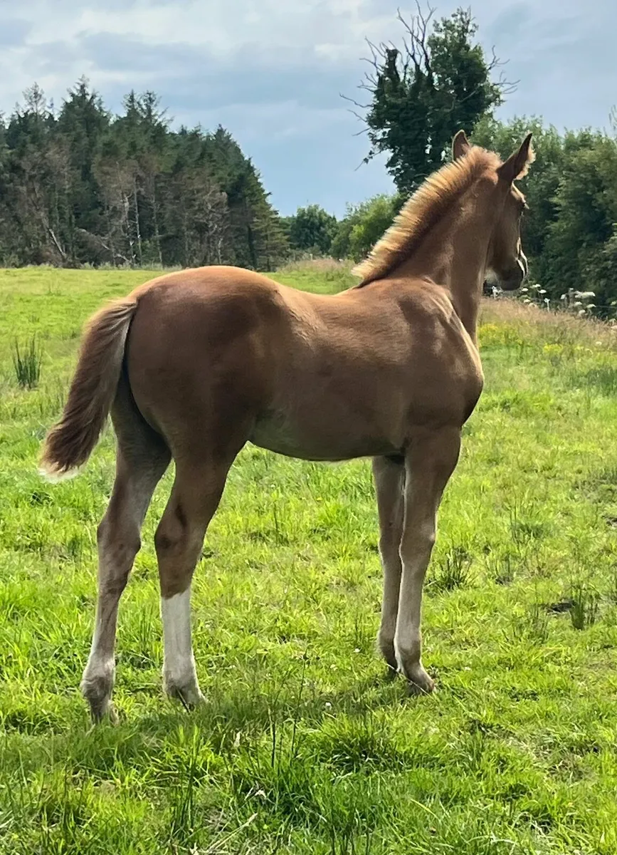 Irish Draught filly foal - Image 3