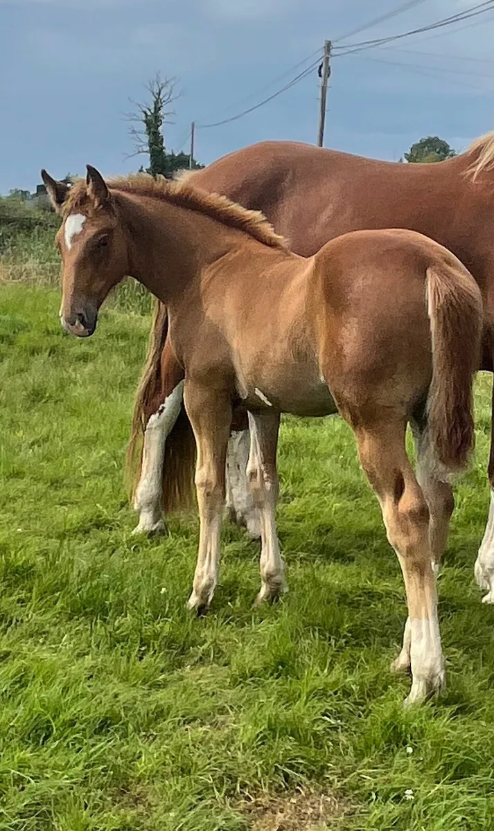 Irish Draught filly foal - Image 4
