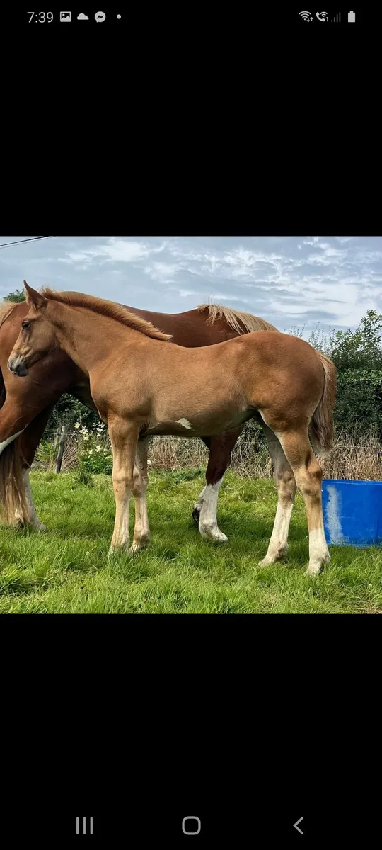 Irish Draught filly foal - Image 1