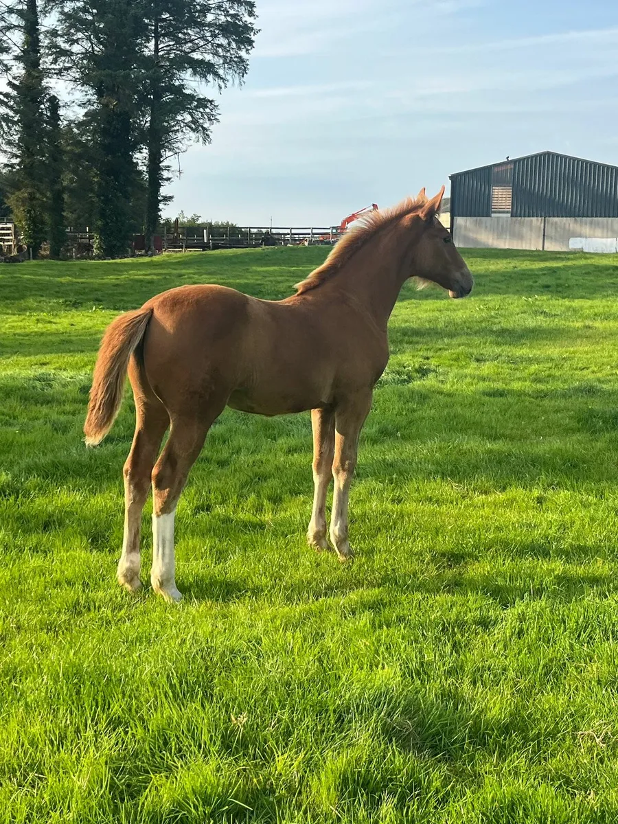 Irish Draught filly foal - Image 2