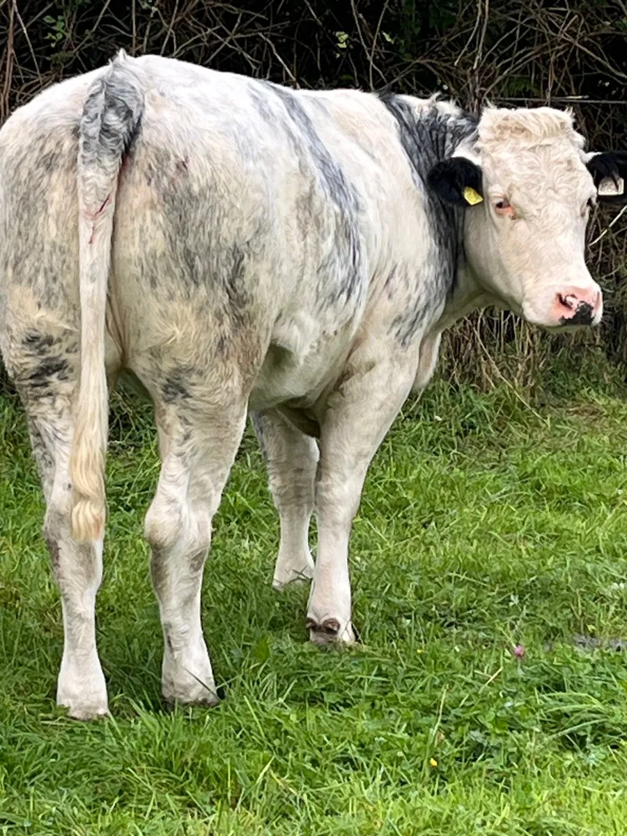 Heifers - Image 3