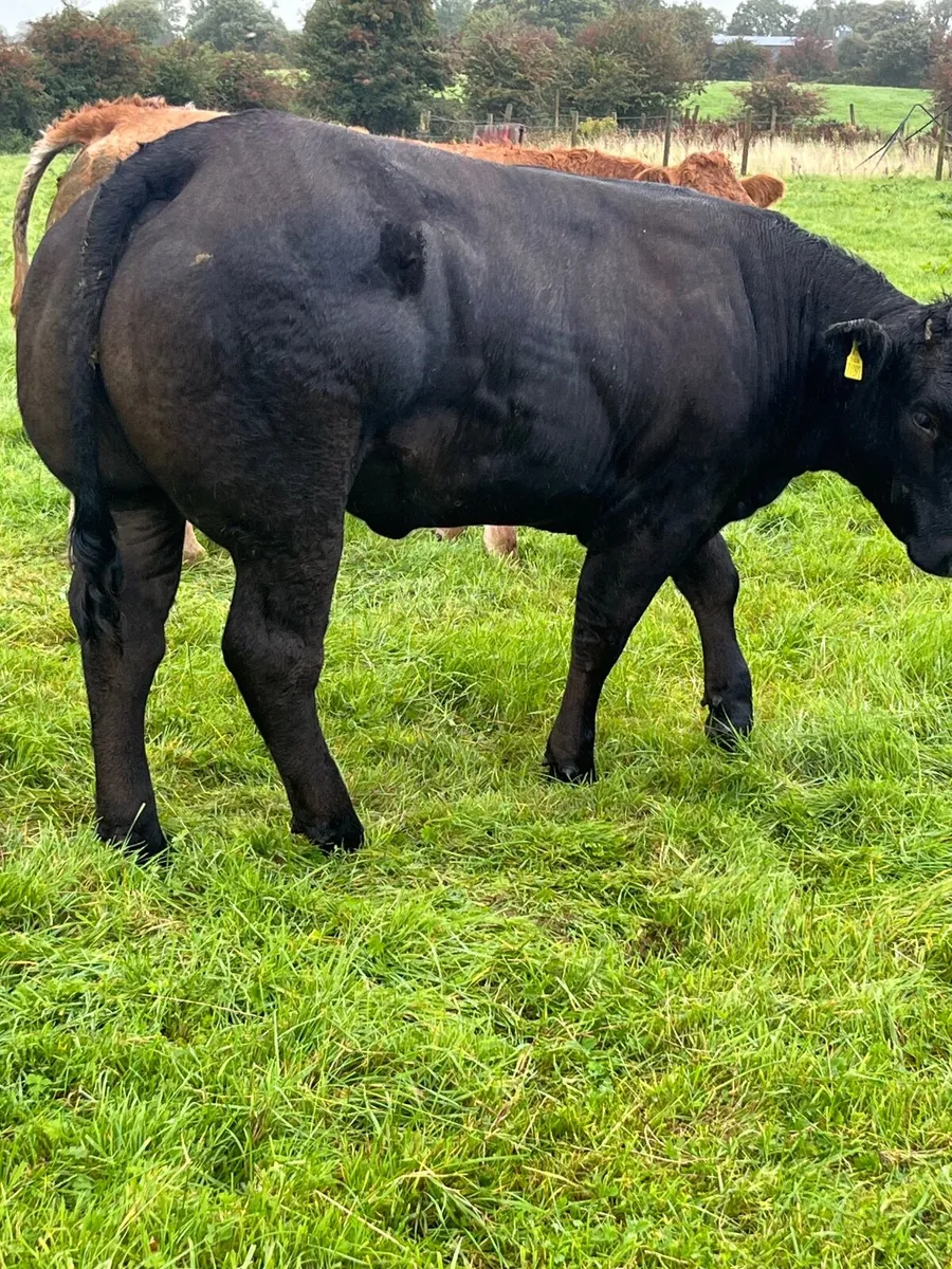 Heifers - Image 4