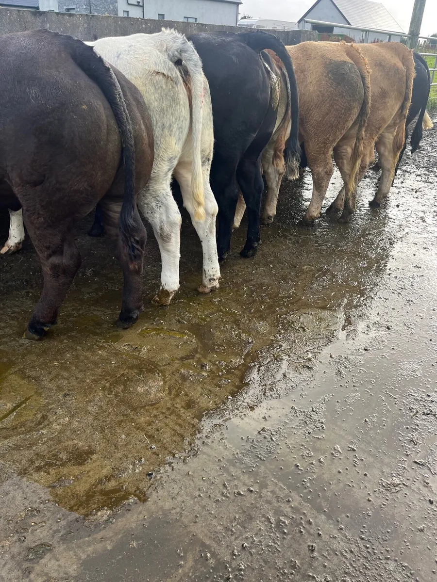 Heifers - Image 1