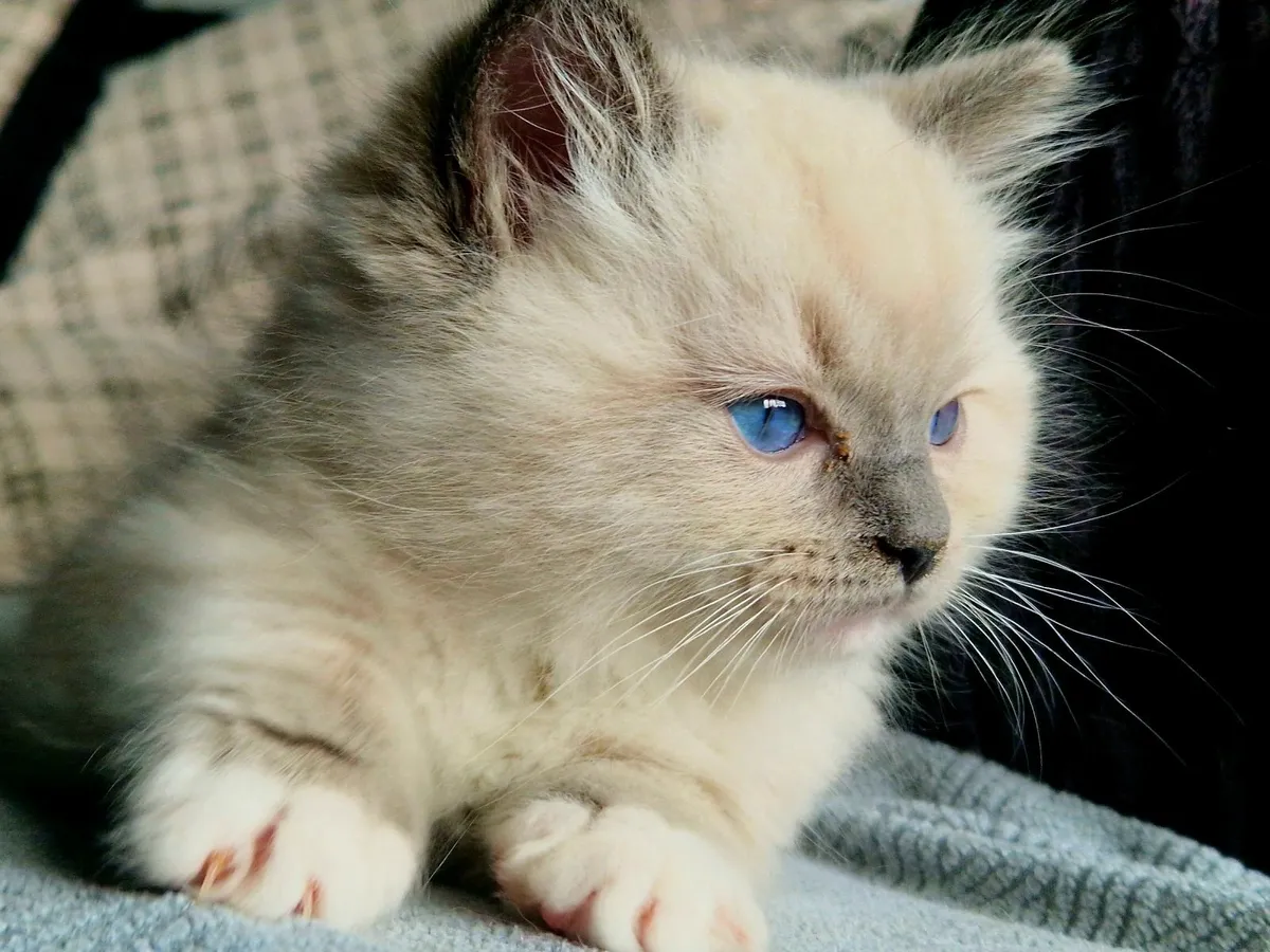 Cat - Image 2