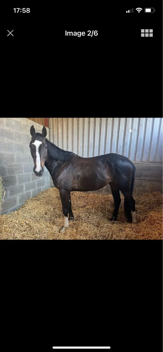 Horse - Image 1