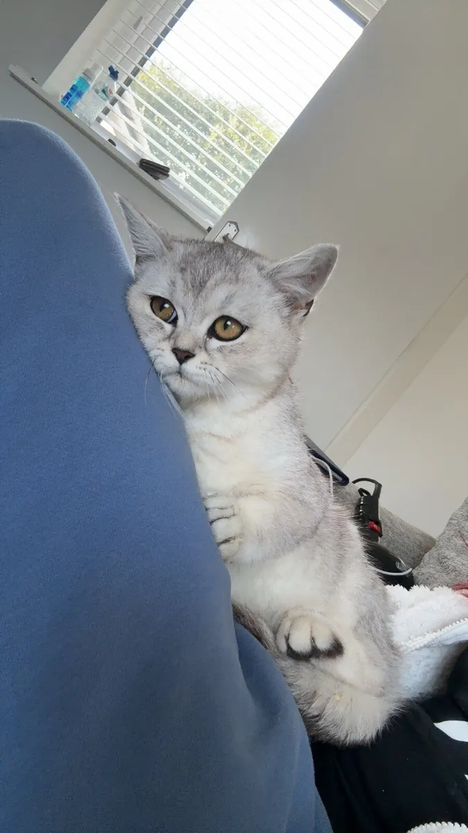 British Short Hair kittens - Image 1